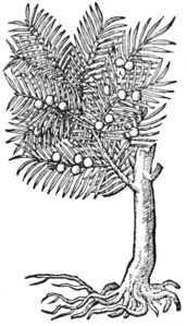 Lobel Taxus 1591.png