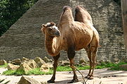 Bactrian Camel.jpg