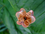 Fritillaria meleagris fruit and seeds.jpg