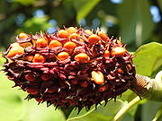 Magnolia hypoleuca 5.JPG