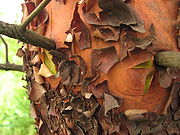 Peeling tree bark2.jpg
