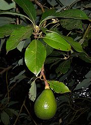 Persea americana fruit.JPG