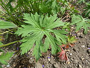 Geranium pratense 'Meadow Cranesbill' (Geraniaceae) leaves.JPG