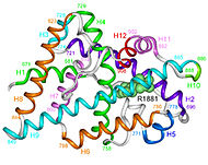 Androgen receptor 3-d model.jpg