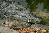 Everglades American Crocodile.jpg