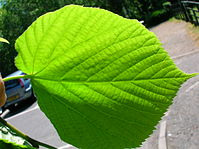 Tilia x cordata leaf underside.JPG