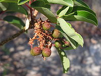 Arbutus andrachne fruit (Ab plant 98).jpg