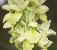 Orchis pallens flowers.jpg