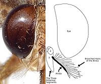 Фотография головки мухи цеце, показывающая наличие ветвящихся волосков на антенках.