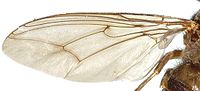 Фотография крыла мухи цеце, показывающая присутствие сегмента в виде топора.