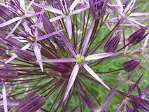 Allium christophii 'Star of Persia' (Alliaceae) flower.JPG