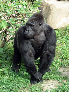 Gorilla gorilla 04.JPG