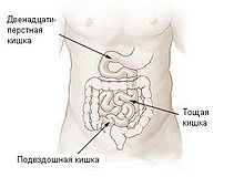 Illu small intestine-Russian.JPG