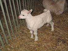 Small goat2.jpg