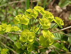 Euphorbia cyparissias in Austria 1.JPG