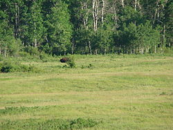 Bison Encloser Riding Mountain National Park Manitoba Canada (2).JPG