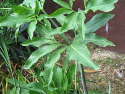 Dracunculus vulgaris leaves.jpg