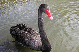 Black swan.jpg