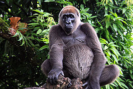 Западная речная горилла