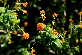 Berberis-empetrifolia-flowers.jpg