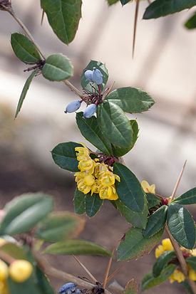 Berberis julianae fleurs fruits2.jpg