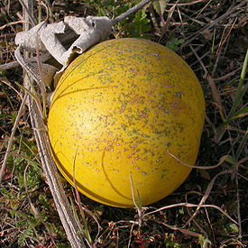 Cucurbita foetidissima fruit 2003-02-04.jpg