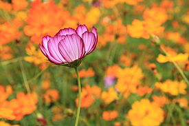 Fleur violette sur fond orange.jpg
