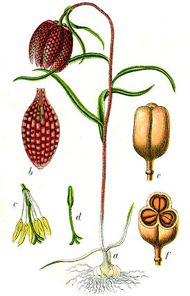Fritillaria meleagris Sturm32.jpg