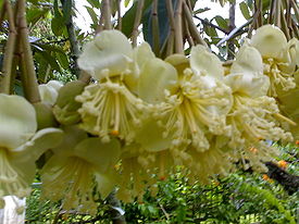 Meis durian flowers (1038579655).jpg
