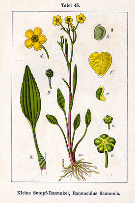 Ranunculus flammula Sturm45.jpg