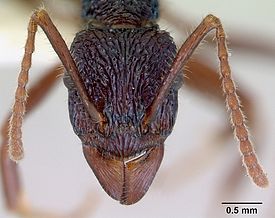 Rhytidoponera chalybaea