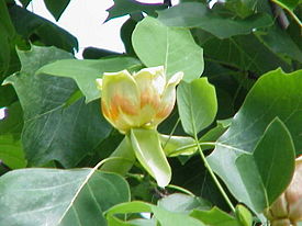 Лириодендрон тюльпановый
