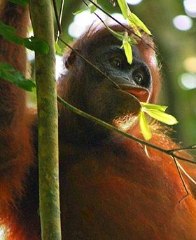 Kutai Orangutan 2008.jpg