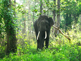 Слон в парке Мудумалай