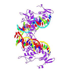 PBB Protein FOXP2 image.jpg