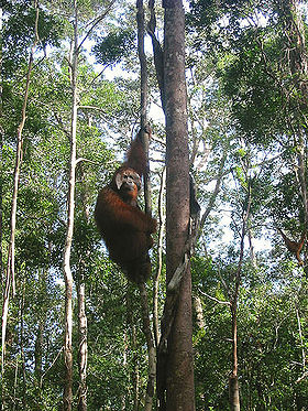 Win the Orangutang in Tanjung Puting National Park 2005.jpg