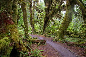 Forks WA Hoh National Forest Trail.JPG