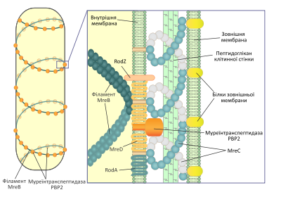 Схематическое изображение роли филаментов MreB цитоскелета бактерий в поддержании палочкоподобной формы клетки: к этим филаментам, расположенным по спирали, крепятся ферменты синтеза пептидогликана клеточной стенки, а именно муреинтранспептидаза PBP2. В образовании этого комплекса также принимают участие белки MreC (образует спиральные филаменты в периплазматическом пространстве), MreD, RodA и RodZ (трансмембранные белки)