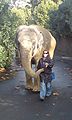Elephants Parading At Auckland Zoo I.jpg