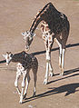Giraffe auckland zoo.jpg