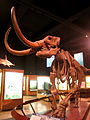 Mammut americanum Exhibit Museum of Natural History 01.JPG